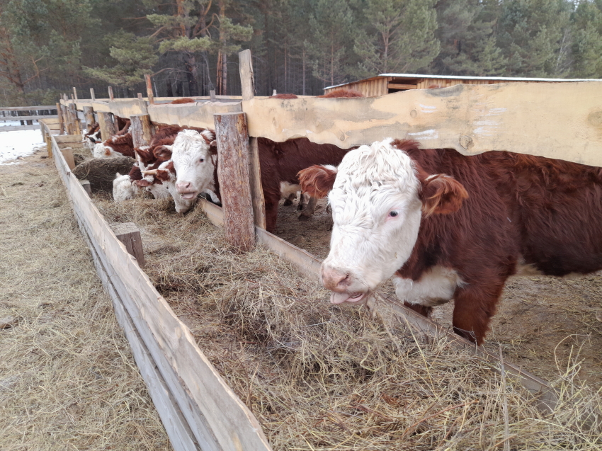 ​Фермерам Забайкалья предоставят гранты на сумму свыше 218 миллионов рублей